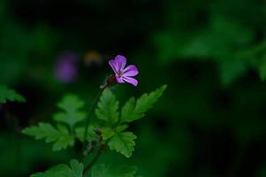 Geranium Robertianum, kleine lila Blume, foto