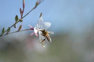 Biene auf einer weißen Blume im Naturpastellmakrofoto. foto
