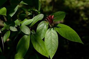 süßer Strauchbaum, rote Blume und große grüne Blätter foto