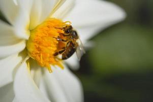 Biene aus nächster Nähe, Makro in einer weißen Blume, bestäubend foto