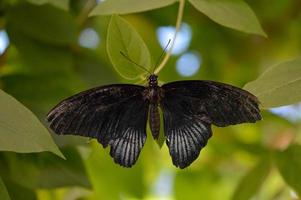 schwarzer tropischer Schmetterling im Schmetterlingshaus foto