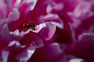 rot-schwarz karierter Käfer auf einem rosa Pfingstrosen-Makro