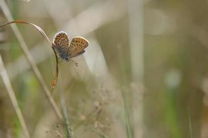 brauner argus kleiner schmetterling auf einer pflanze im naturmakro foto