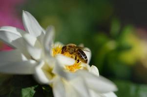 Biene aus nächster Nähe, Makro in einer weißen Blume, bestäubend foto