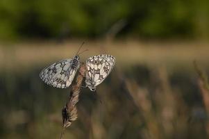marmorierter weißer, schwarzer und weißer Schmetterling in freier Wildbahn foto