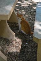 Ingwer und weiße streunende Katze im Park foto