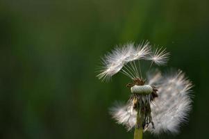 flauschiger Löwenzahn-Samenkopf aus nächster Nähe, Samen-Makro foto