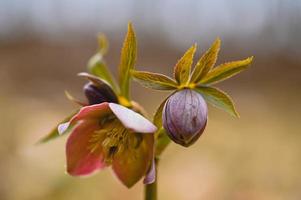 Nieswurzblume in der Natur, Vorfrühlingswildblume foto