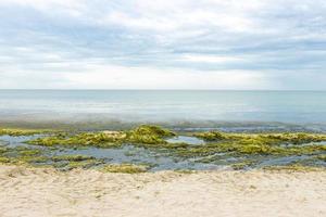 Küste voller mariner Grünalgen. ökologie- und naturkatastrophenkonzept foto