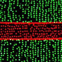 Unfokussiertes abstraktes grünes und rotes Bokeh auf schwarzem Hintergrund. defokussiert und verschwommen viele runde licht foto