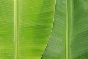 frisches grünes natürliches Bananenblatt-Hintergrundbild foto