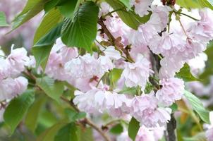 Pastellrosa Kirsch-Sakura in Japan in der Blütezeit foto