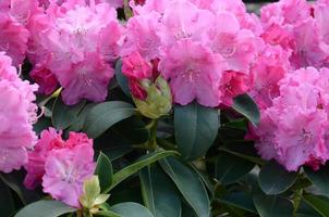 ein großer busch blühender rosa rhododendron im botanischen garten foto