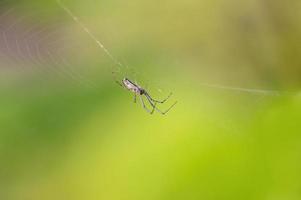 Eine Spinne sitzt in ihrem Netz und wartet auf Beute foto