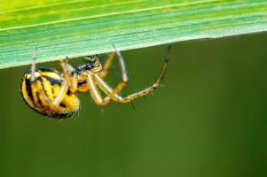 Eine kleine Spinne wartet auf einem Grashalm auf ihre Beute foto