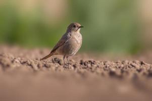 ein Rotschwänzchen, das auf einem frisch gepflügten Feld nach Nahrung sucht foto