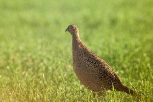 ein junges Fasanhuhn auf einer Wiese foto