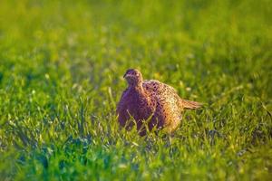 ein junges Fasanhuhn auf einer Wiese foto