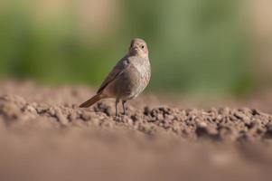 ein Rotschwänzchen, das auf einem frisch gepflügten Feld nach Nahrung sucht foto