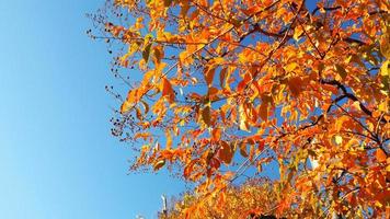 Herbstblätter und strahlend blauer Himmel. foto