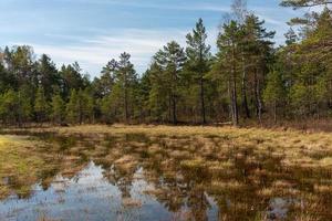 Frühling in den Sumpfseen foto