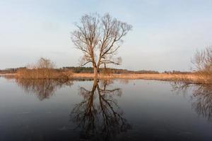 Überschwemmte Wiesen im Frühjahr foto