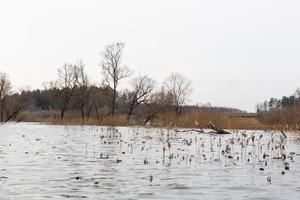 Überschwemmte Wiesen im Frühjahr foto