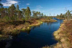 Frühling in den Sumpfseen foto