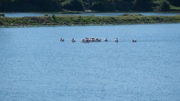 Vögel im Teich foto