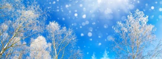 gefrorener Winterwald mit schneebedeckten Bäumen. foto