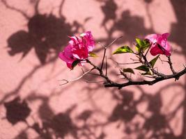 Nahaufnahme von rosa Bougainvillea-Blüten foto