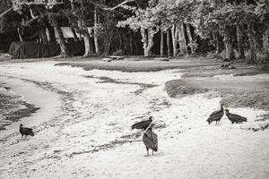 tropische schwarze geier am mangroven-pouso-strand ilha grande brasilien. foto