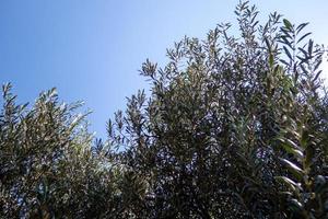 Olivenbaum in Plantage in Mexiko foto