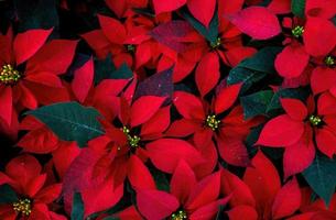 ein arrangement aus schönen weihnachtssternen - roter weihnachtsstern oder weihnachtssternblume foto