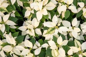 frischer weißer Weihnachtsstern Urlaub Blumenhintergrund foto