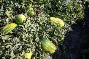 Wassermelone im Bio-Sommergarten foto