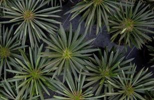 Pachypodium lamerei Pflanzen im Garten foto