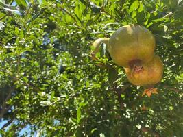 grüner Granatapfel auf einem Baum im Garten foto