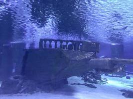 Aquarium mit Fischen. Unterwassertiere, Korallen, Pflanzen. Ein altes Holzschiff sank unter Wasser. Schlamm und Gras auf dem Schiff, Seekatastrophe