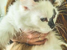 eine weiße Katze mit blauen Augen und einer schwarzen Nase in den Händen eines Mädchens. flauschiges kätzchen in den armen einer langhaarigen frau mit maniküre und ringen an den fingern foto