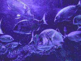 Fischschwärme schwimmen unter Wasser. kleiner Fisch mit weißlich blauen Schuppen, Flossen und Schwanz. Aquarienfische, Beobachtung der Unterwasserwelt im Ozeanarium foto