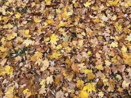bunte Herbstblätter. natürlichen Hintergrund foto
