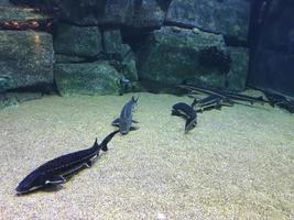 Stör unter Wasser im Aquarium foto