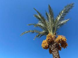 Schöne Palmen mit grünen, flauschigen, saftigen, großen Blättern gegen den blauen Himmel in einem touristischen, warmen, östlichen, tropischen Land im Süden. Hintergrund, Textur foto