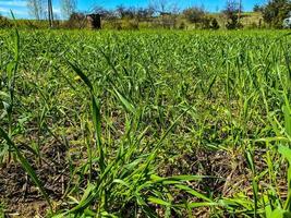 hohes grünes Gras, das sich im Wind biegt. Schwarze gebrochene Äste im Hintergrund. Sommerwald. ökologie, lebens- und todeskonzept foto