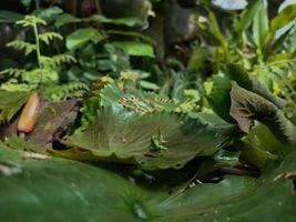 ein paar kleine insekten vermehren sich foto