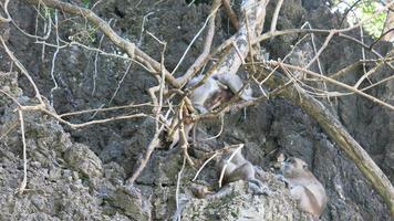 Tierwelt auf der grünen Insel foto