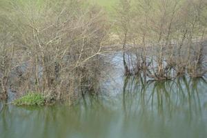 Baum und stiller Sumpf foto