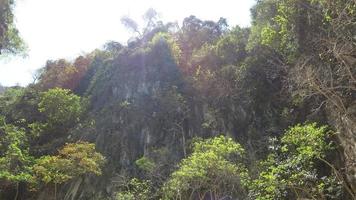 grüne Wälder auf der Insel foto