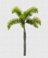 Palme auf transparentem Bildhintergrund mit Beschneidungspfad, einzelner Baum mit Beschneidungspfad und Alphakanal foto